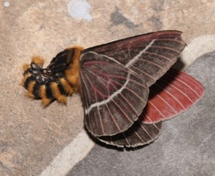 Pseudodirphia menander