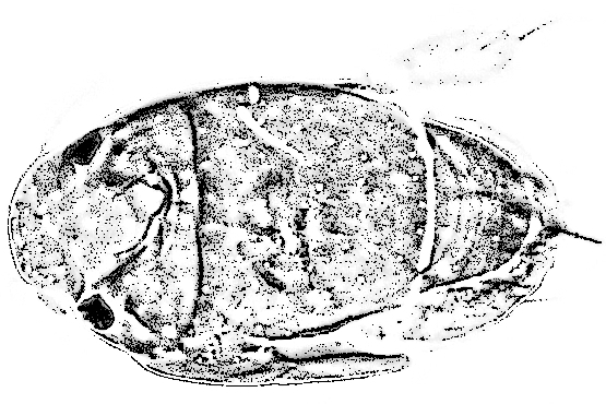 Megapropodiphora