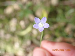 Wahlenbergia violacea