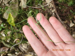 Wahlenbergia violacea