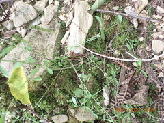 Wahlenbergia violacea