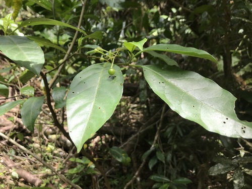 Solanum viridifolium observed 2022-01-04