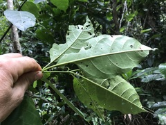 Solanum viridifolium