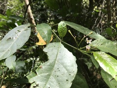 Solanum viridifolium