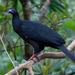 Black Guan - Photo (c) Hans Zwitzer, some rights reserved (CC BY-NC-SA)
