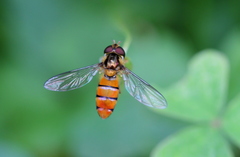 Episyrphus trisectus