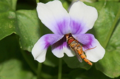 Episyrphus trisectus