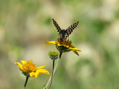 Euphydryas chalcedona hennei