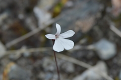 Lobelia linnaeoides