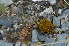 Lobelia linnaeoides