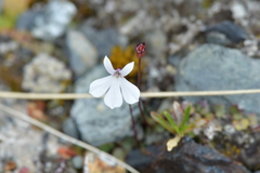 Lobelia linnaeoides