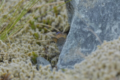 Lycaena caerulea
