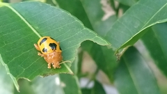 Podontia affinis