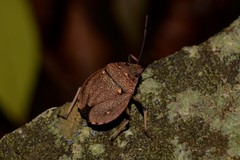 Platycoris bipunctatus