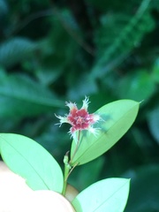 Phyllanthus pulcher