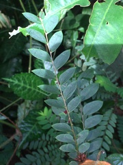 Phyllanthus pulcher