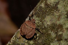 Platycoris bipunctatus