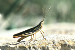 Mermiria texana