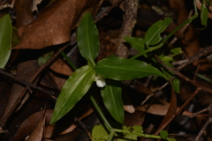 Aneilema biflorum