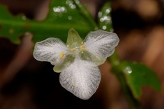 Aneilema biflorum