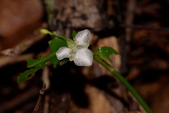 Aneilema biflorum