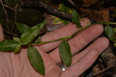 Aneilema biflorum