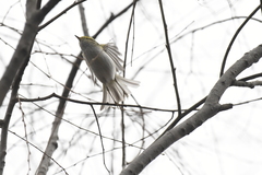 Phylloscopus proregulus