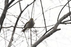 Phylloscopus proregulus