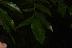 Pararchidendron pruinosum