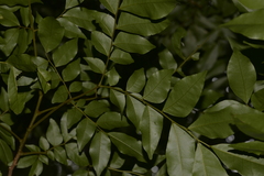 Pararchidendron pruinosum