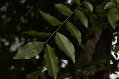 Pararchidendron pruinosum