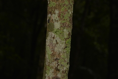 Pararchidendron pruinosum