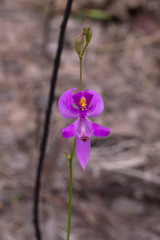 Calopogon pallidus
