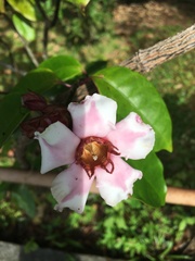 Strophanthus gratus