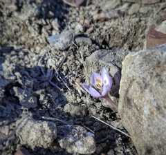 Colchicum triphyllum