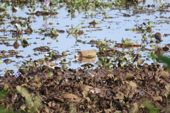 Pontederia crassipes