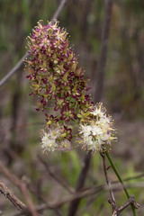 Stenanthium texanum