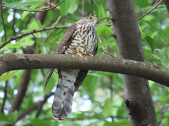 Hierococcyx sparverioides