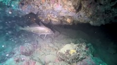 Trisopterus capelanus