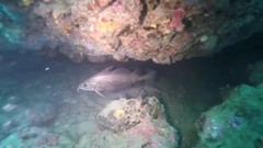 Trisopterus capelanus