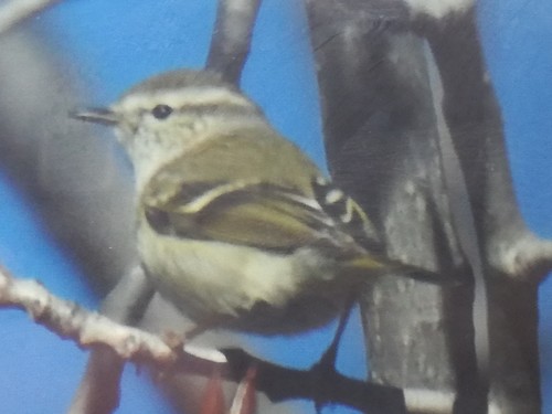 Mosquitero de Hume (Phylloscopus humei)