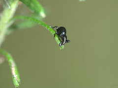 Rhynolaccus formicarius