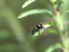 Rhynolaccus formicarius