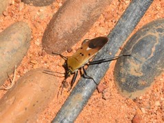 Microspilus proximus