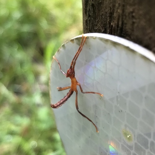 Spiny Leaf insect photo 5