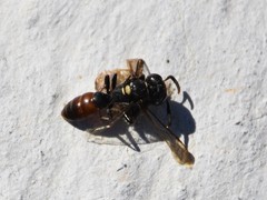 Philanthus loeflingi