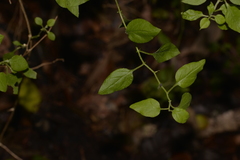 Ozothamnus bidwillii