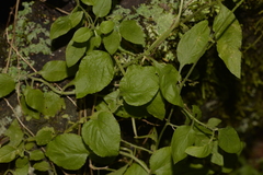 Ozothamnus bidwillii