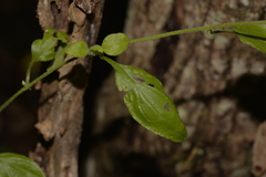 Ozothamnus bidwillii