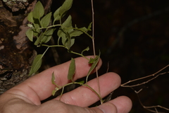 Ozothamnus bidwillii
